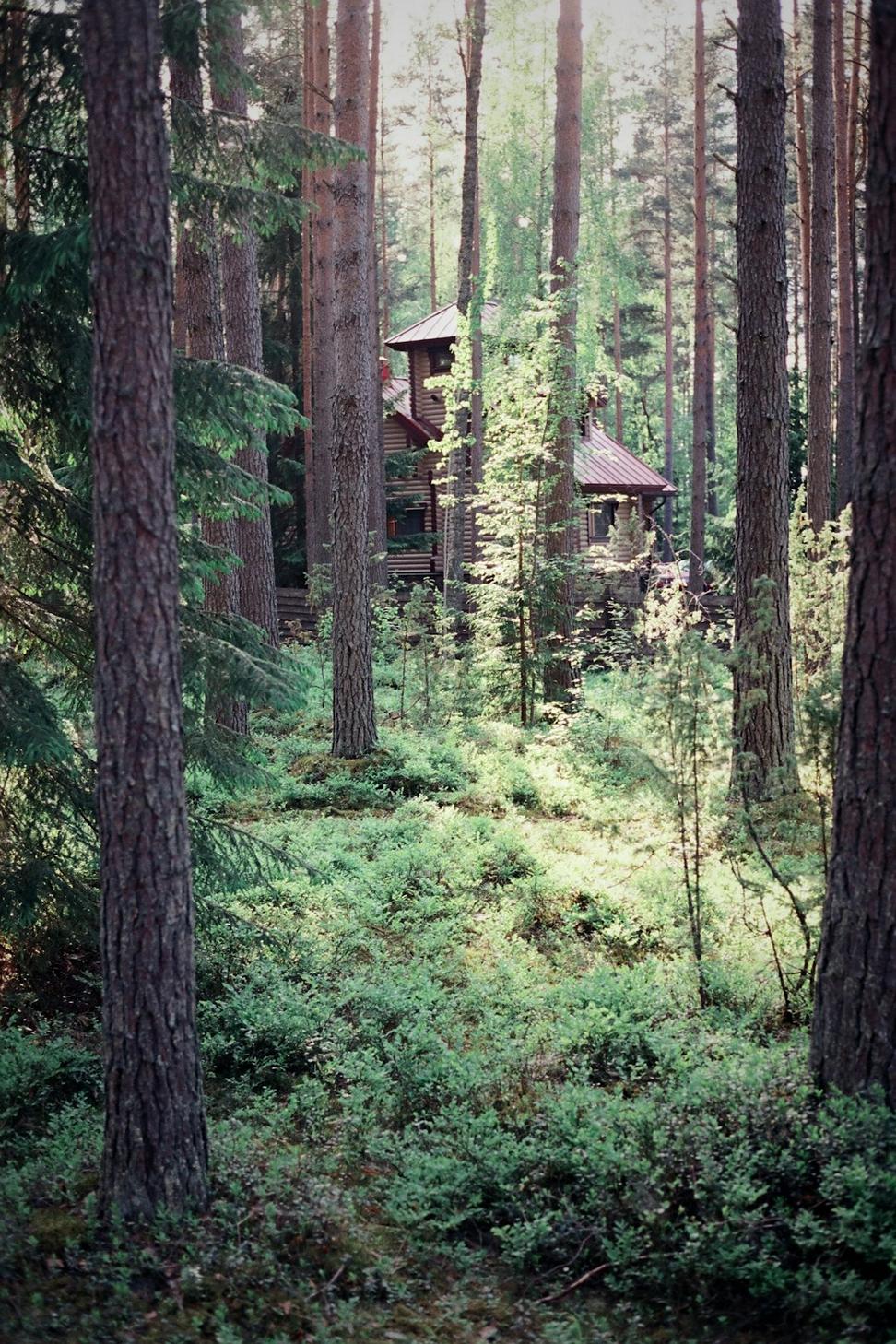 Forest Retreat Cabin